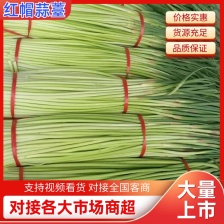 山东红帽蒜薹冷库蒜苔产地现摘现发货可对接电商走起可代发货