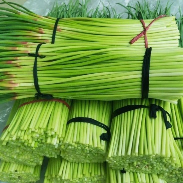 山东红帽蒜薹冷库蒜苔产地现摘现发货可对接电商走起可代发货