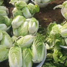 唐山忠利蔬果基地直发