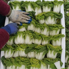 黄心菜！精品黄心菜！团队合作！！！