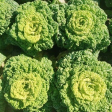 黄心菜！精品黄心菜！团队合作！！！