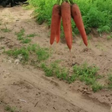 精品胡萝卜出售优质货源 量大从优 欢迎各地老板前来咨询