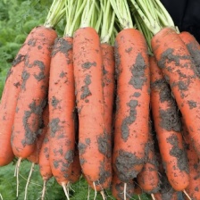 精品胡萝卜出售优质货源 量大从优 欢迎各地老板前来咨询