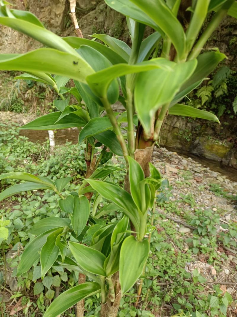 山娃农副产品中草药材店