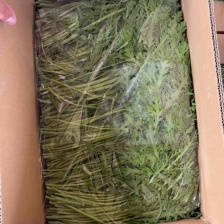 （精品茼蒿）光杆茼蒿，装车以客户要求，我们不是代办