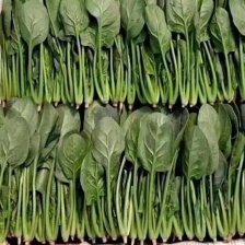 圆叶黑绿菠菜（产地直供一手货源质量好小嫩）热卖中
