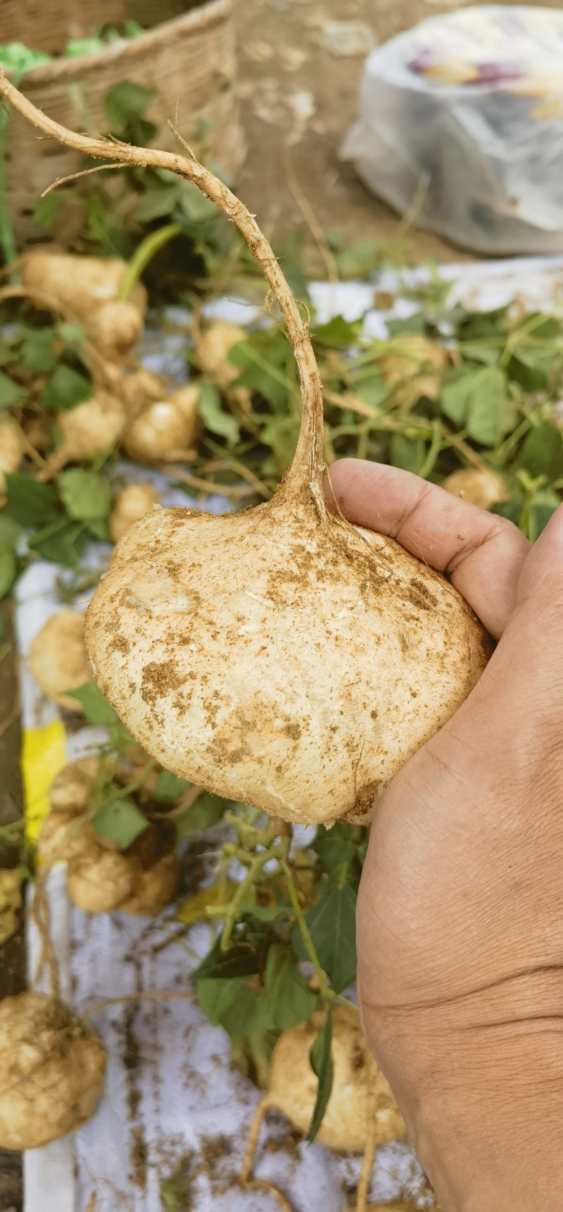 云南大理凉薯大市上市欢迎老板到现场看货