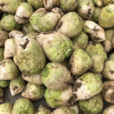 滕州芥菜，产地直销，欢迎全国咸菜厂，腌菜厂采购。