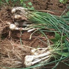 大批量供应泡菜专用藠头