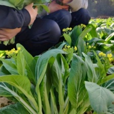 【白菜苔】白菜心原生态绿色农产品产地全国发货电联