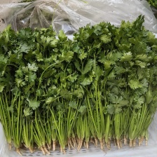 河北唐山铁杆青<font color=red>香菜</font>质量保证欢迎采购，