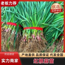 红根蒜苗 蒜苗 大量上市 基地直发 看货论价 保质保量