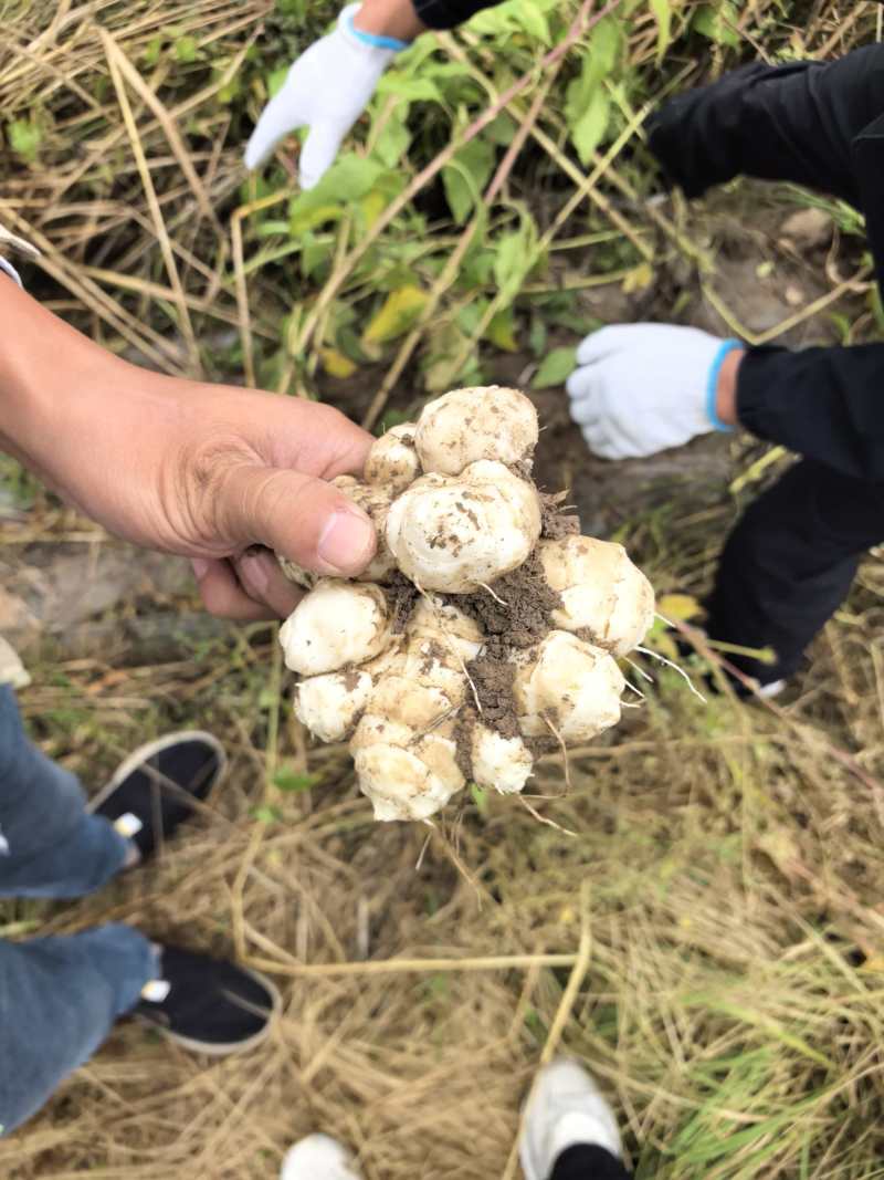 灵宝光旺农产品种植基地