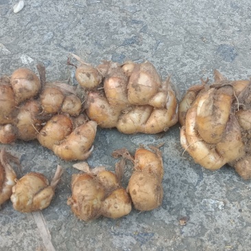 现挖，2025年，新沙姜，不包邮