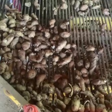 现挖，不包邮，量大不包上车