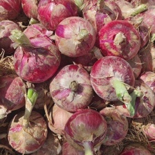 甘肃洋葱，兰州新区景泰洋葱基地，10万亩洋葱种植面积产区