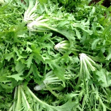 沙拉菜苦苣黄心苦菊青苦菊青九绿狗牙苦叶生菜