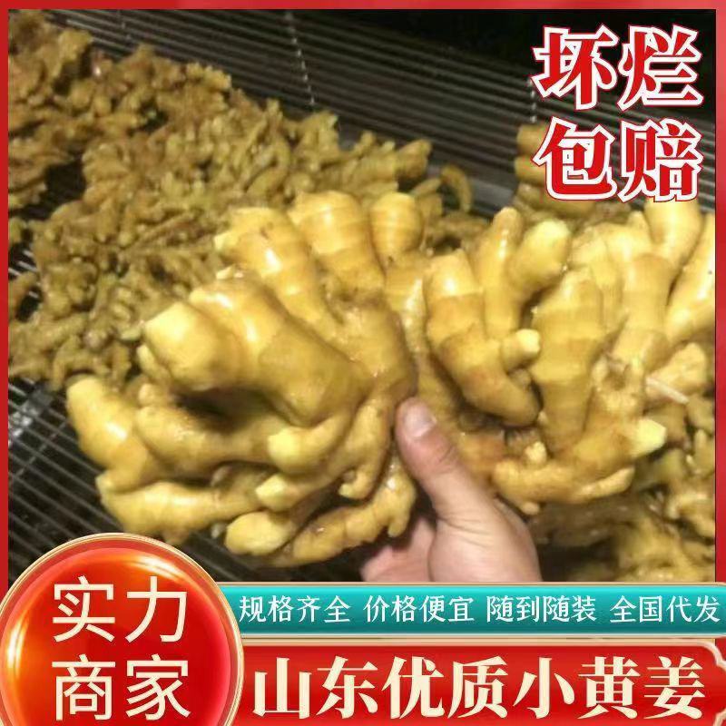 【精选】山东小黄姜 沙土姜 鲜姜 块