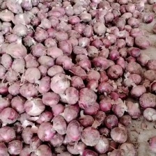 河南紫皮洋葱大量上市中 产地直供 欢迎各地老板前来采购！