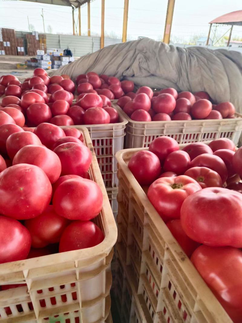推荐【河北饶阳精品硬粉西红柿】供电商，超市等，欢迎联系。