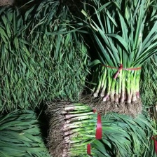 红根蒜苗，蒜苗大量上市，可供应平台，超市，市场，货源充足