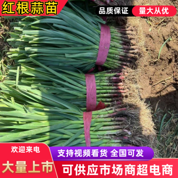 红根蒜苗，蒜苗大量上市，可供应平台，超市，市场，货源充足