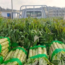 【推荐】精品三青莴苣 大量上市中 常年代收品质保障 价优
