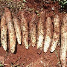 【山药】精品铁棍山药 大量上市 口感香糯 品质优美