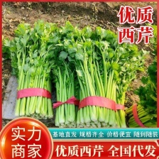 【精品】山东毛芹实力供货 对接全国电