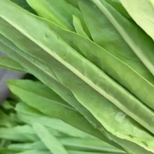 精品油麦菜   产地直发  货源充足   欢迎新老客户订