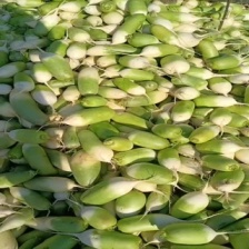 冷库杂交编线 青萝卜 热卖中 质量保证 大量供应