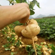 湖北新鲜沙地凉薯地瓜豆薯上市产地现挖，一手货源，一件代发