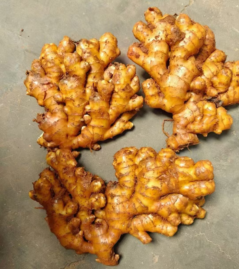 贵州小黄姜/产地直供/坏烂包赔【加工