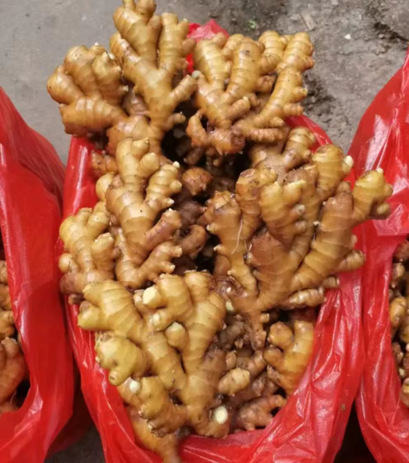 贵州小黄姜/产地直供/坏烂包赔【加工厂/电商货/市场货】