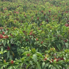 基地薄皮大青椒，基地直供承接全国各地批发商零售商质量保证