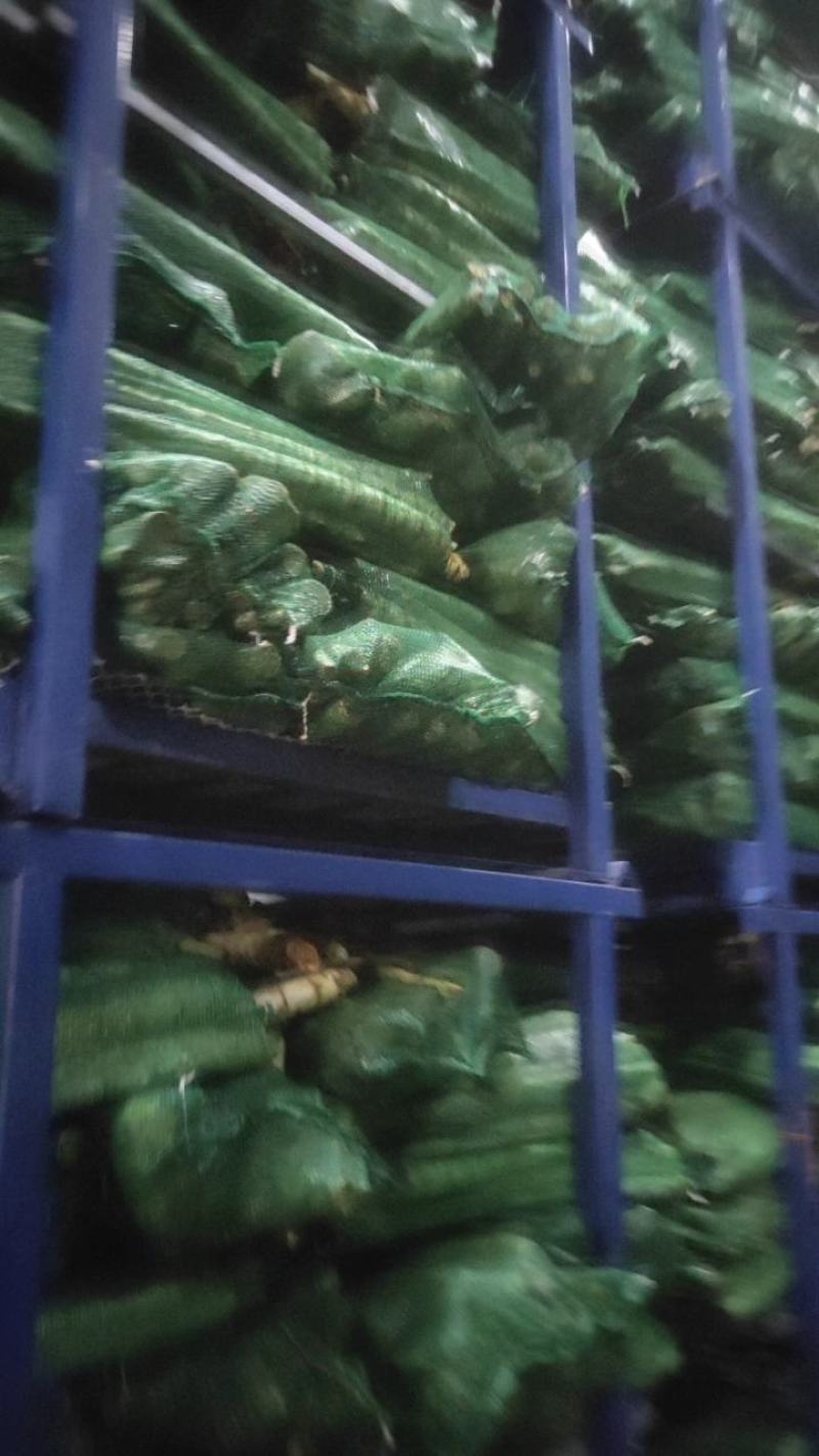 莴笋净笋，毛笋，杆子，冷库莴笋杆子，货源充足