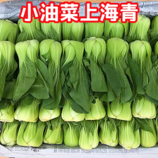 上海青小油菜 小青菜 河小油菜 商超配货净菜加工代发全国