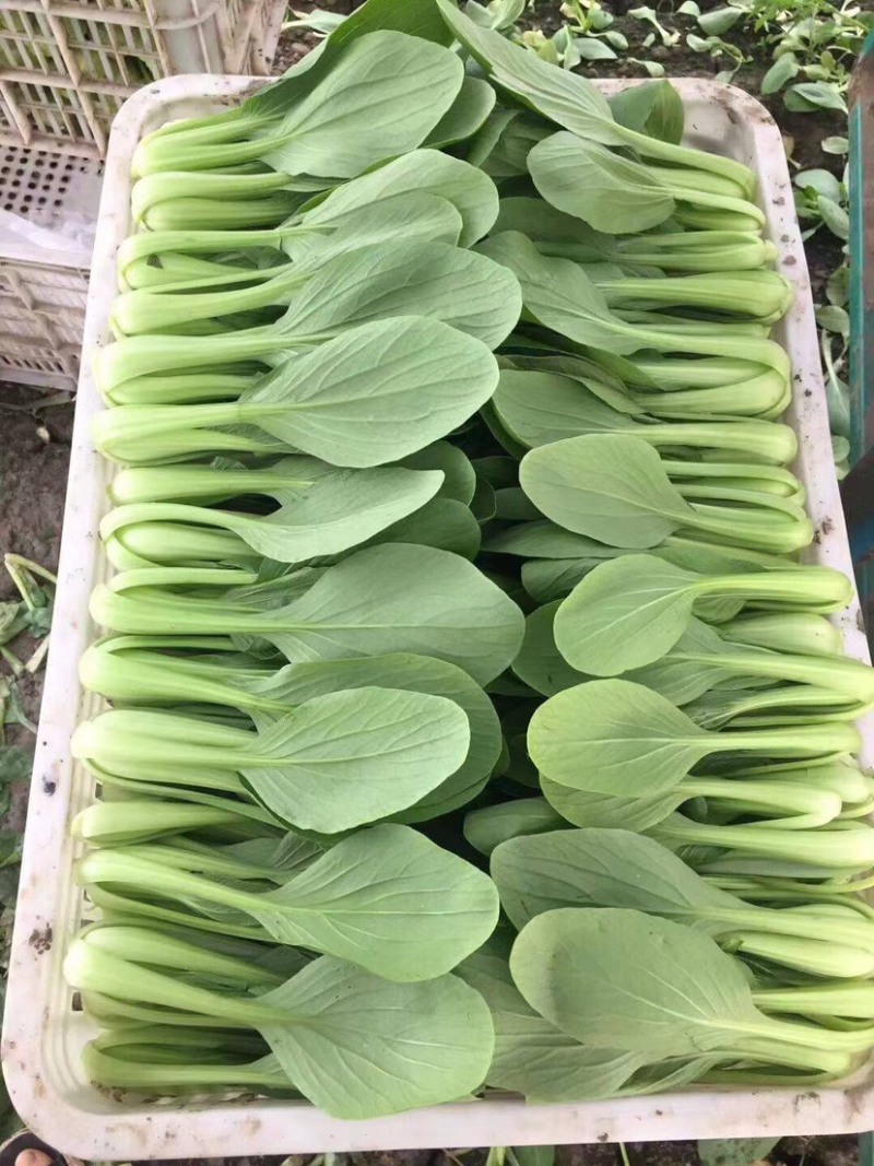 上海青小油菜 小青菜 河小油菜 商超配货净菜加工代发全国