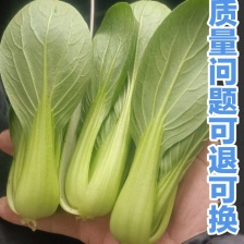 上海青小油菜 小青菜 河小油菜 商超配货净菜加工代发全国