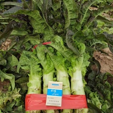 四川成都彭州红尖叶莴笋 红尖叶莴笋常年供应全国客商