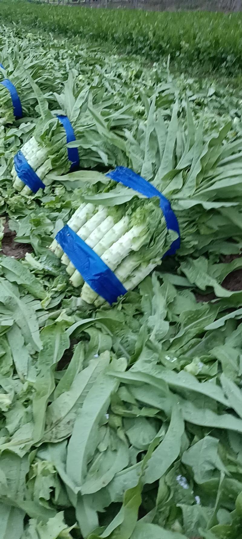 小付代办大葱香菜批发