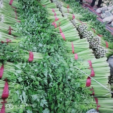 <font color=red>芹菜</font>。夏邑西芹。大中小颗，露天，大棚