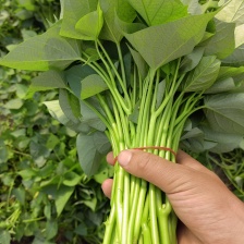 正宗台湾红薯叶免剥皮