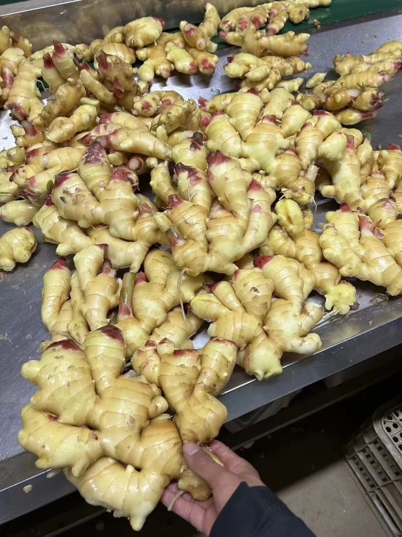 【精选】大黄姜小黄姜优质<font color=red>生姜</font>可视频看