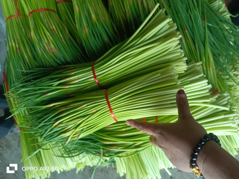 〔优选〕山东红帽蒜薹/冷库蒜苔/产地现摘现发货/对接电商