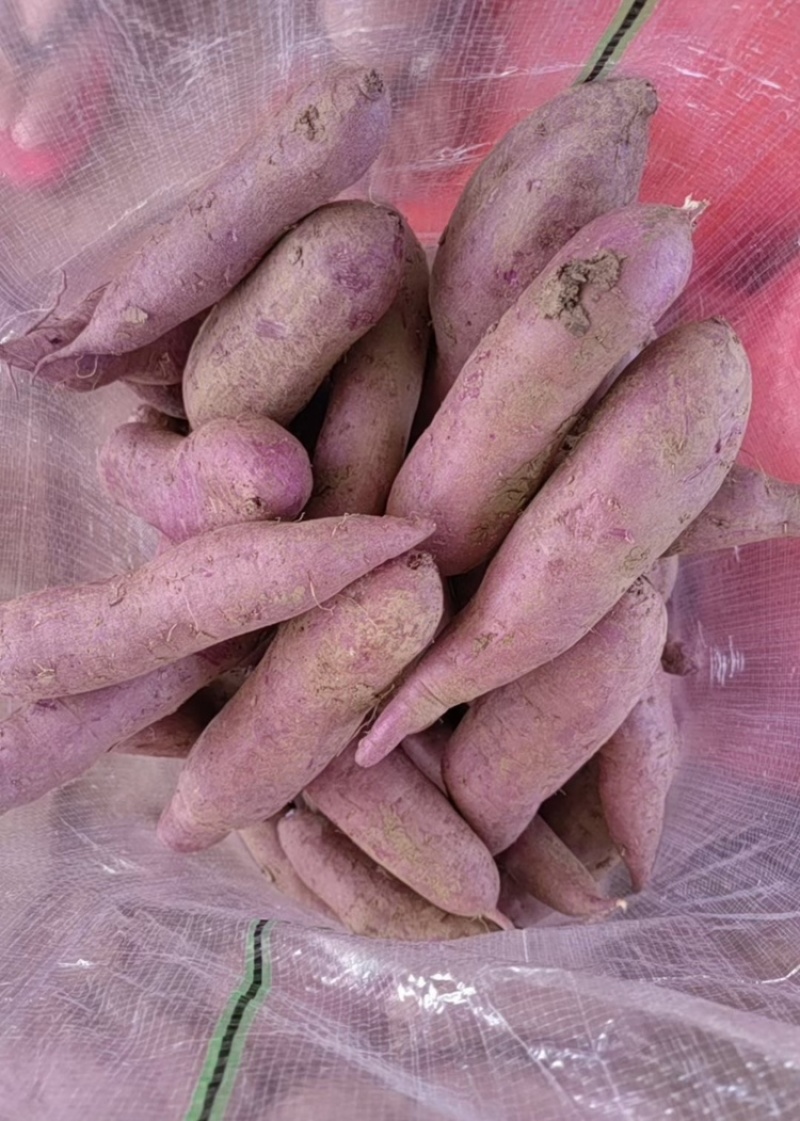 紫薯紫罗兰泰紫一号产地直发品质保证全