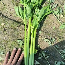 【对接电商】山东 山芹 质优价廉 大