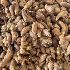 正宗新鲜沙姜特产大个沙姜山奈砂姜广东