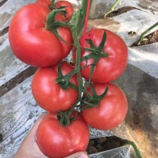 硬粉<font color=red>西红柿</font>/山东<font color=red>西红柿</font>/弧二 弧三 