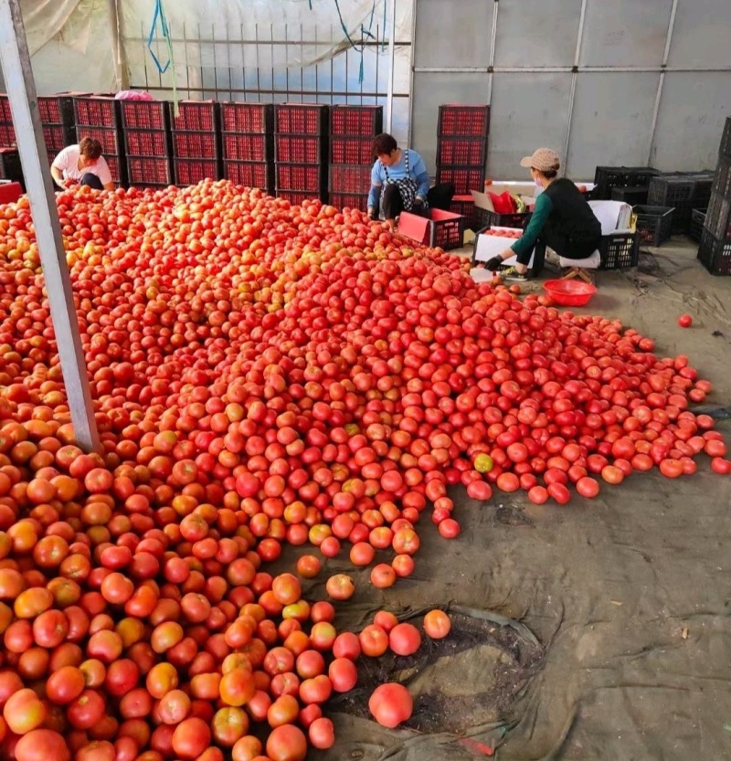 硬粉西红柿/山东西红柿/弧二 弧三 规格齐全/可全国发货